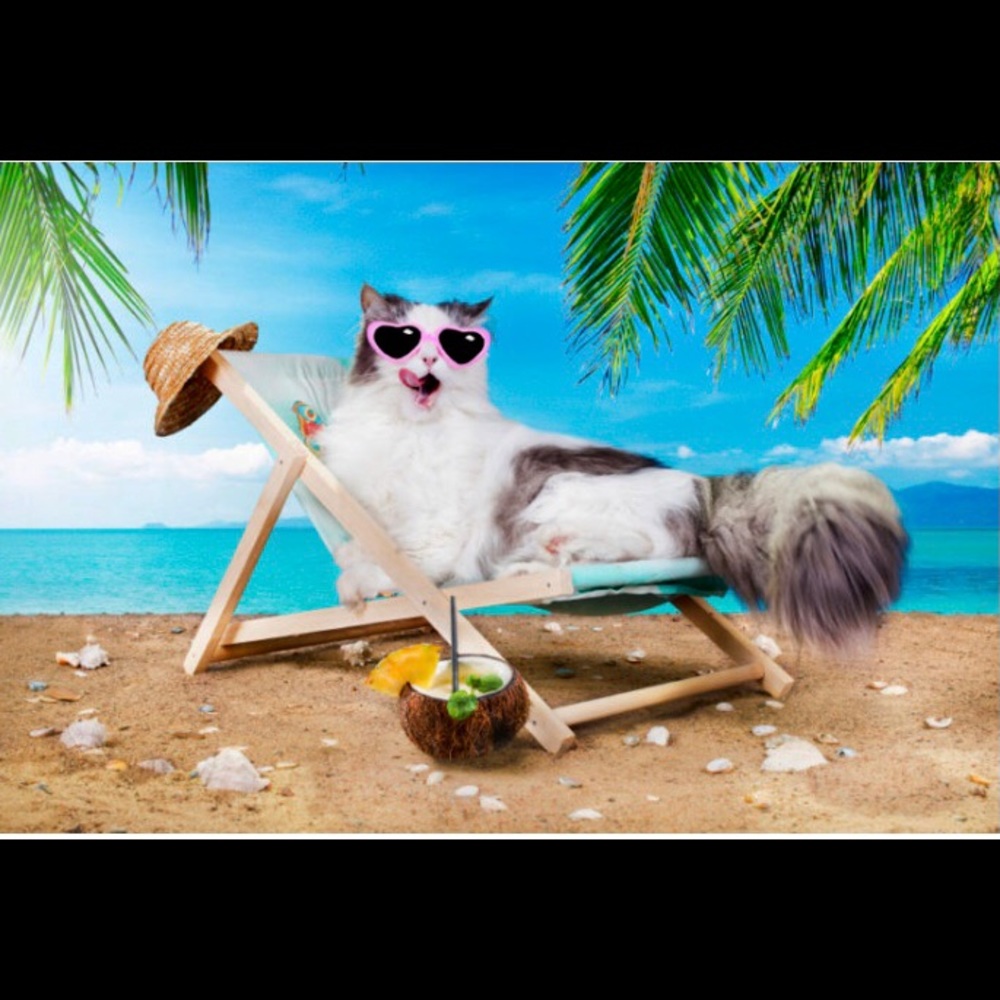 🐱💖Puddy’s SUMMER SALE!!!🐱💖